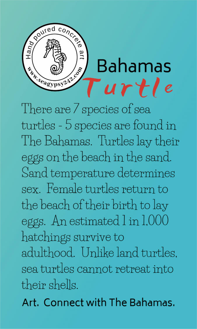 Bahamian turtle story card